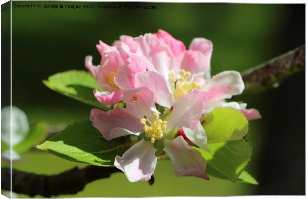 Flowers of apple tree Canvas Print by aurélie le moigne