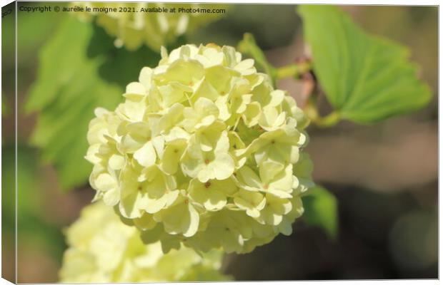 White hydrangea flower in a garden Canvas Print by aurélie le moigne