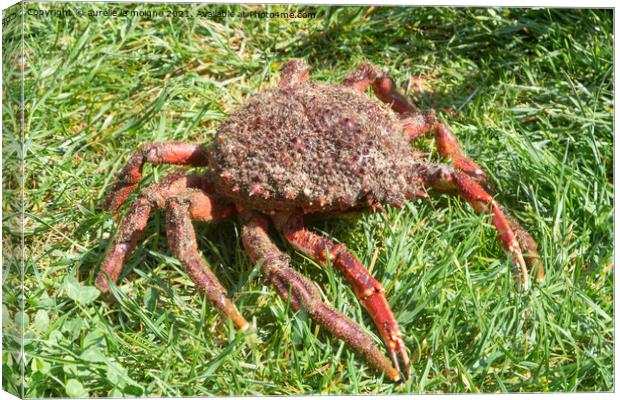 Alive spider crabs on grass Canvas Print by aurélie le moigne