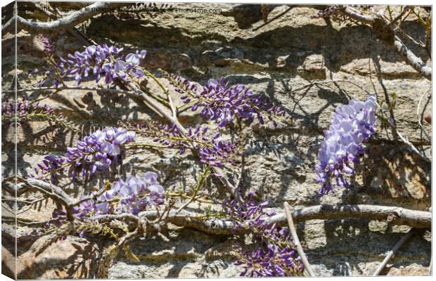 Flowers of purple Wisteria Canvas Print by aurélie le moigne