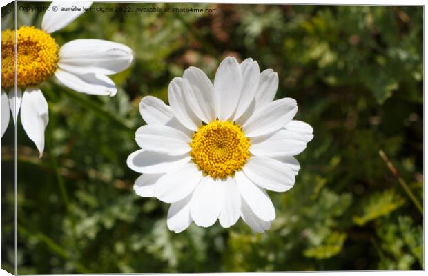 White flowers of ox-eye daisy Canvas Print by aurélie le moigne