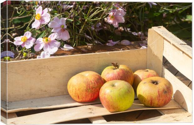 Apples in a crate Canvas Print by aurélie le moigne