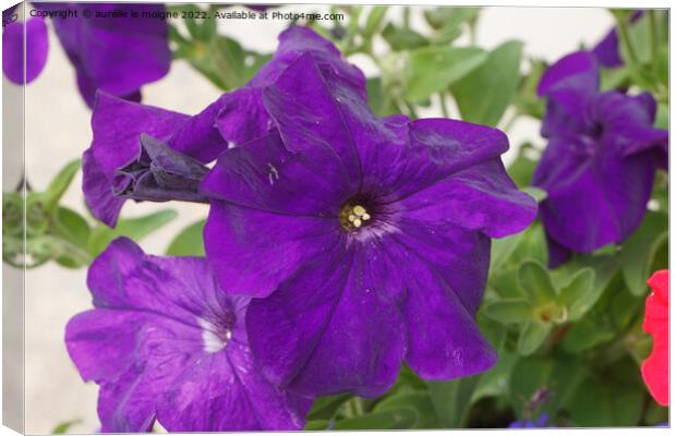 Petunia flowers in a garden Canvas Print by aurélie le moigne