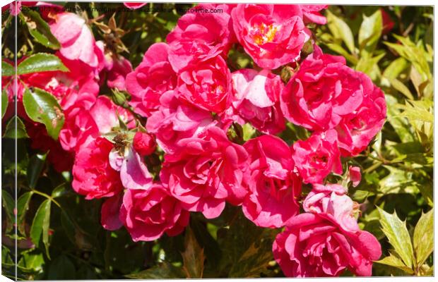 Pink roses in a garden Canvas Print by aurélie le moigne