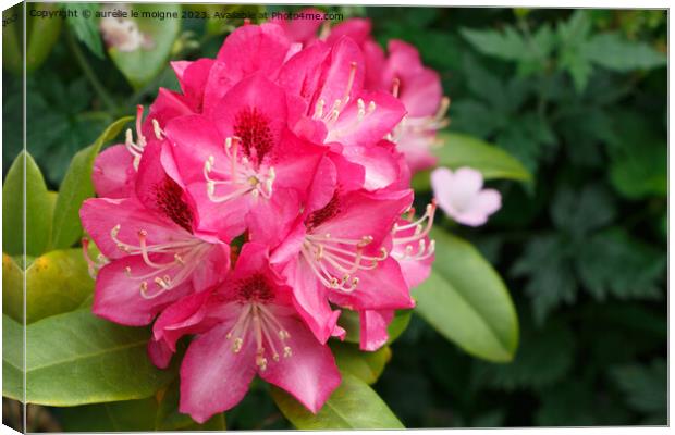 Pink rhododendron flowers in a garden Canvas Print by aurélie le moigne