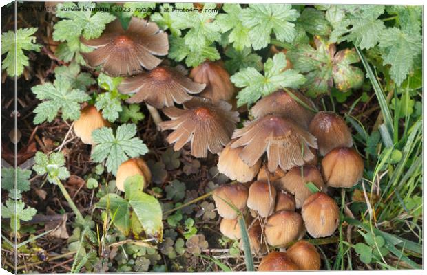 Glistening inkcap mushrooms in grass Canvas Print by aurélie le moigne