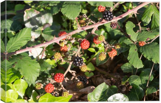 Blackberries in a forest during summer Canvas Print by aurélie le moigne