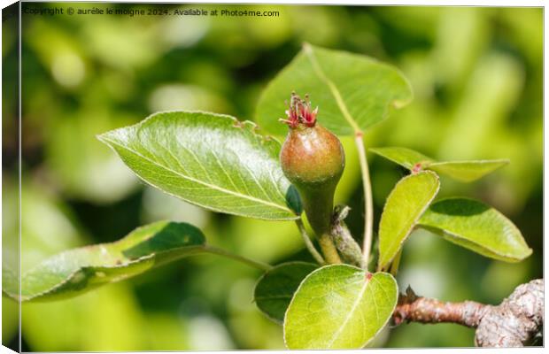 Little pear ripening on a pear tree Canvas Print by aurélie le moigne