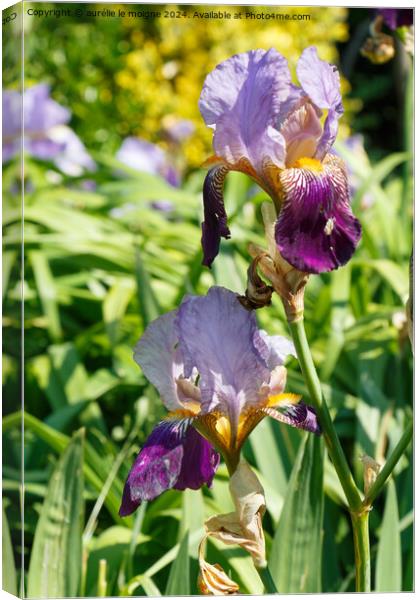 Iris flower in a garden Canvas Print by aurélie le moigne