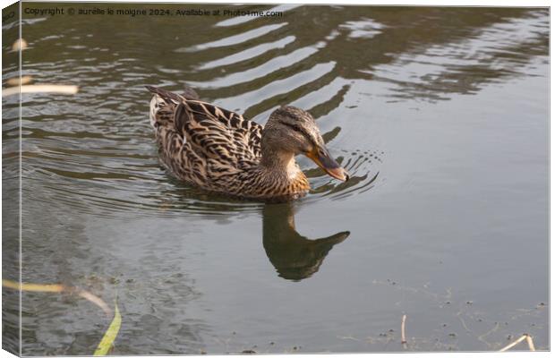 Mallard duck on a river Canvas Print by aurélie le moigne