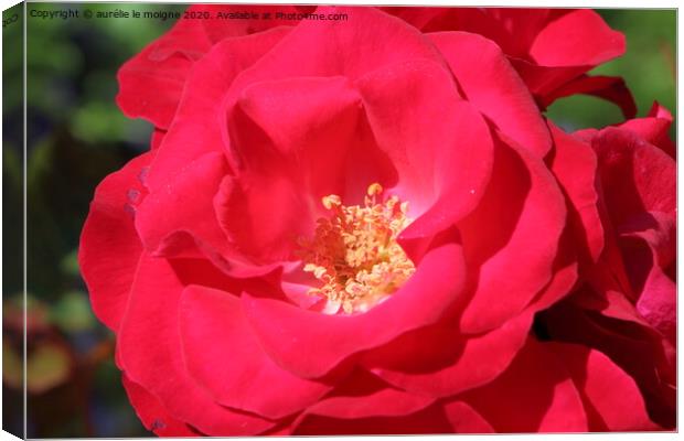 Red rose in a garden Canvas Print by aurélie le moigne