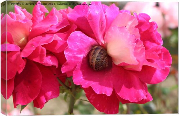 Pink rose with a snail in a garden Canvas Print by aurélie le moigne