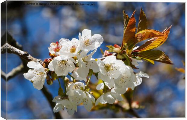 White flowers of cherry tree Canvas Print by aurélie le moigne