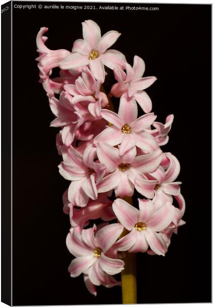 Pink hyacinth flower in a flowerpot Canvas Print by aurélie le moigne