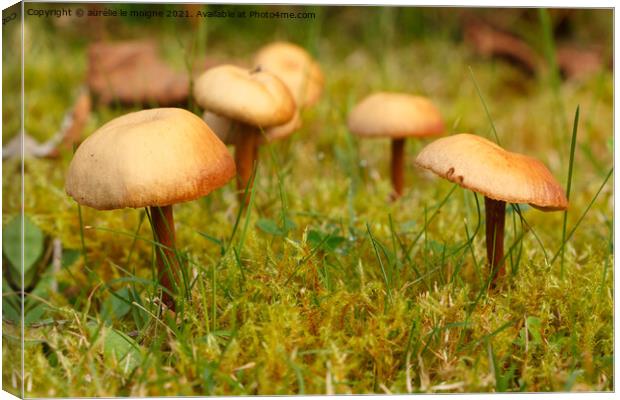 Mower's mushrooms in moss Canvas Print by aurélie le moigne