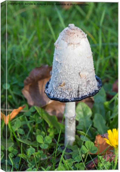 Shaggy inkcap mushroom in grass Canvas Print by aurélie le moigne