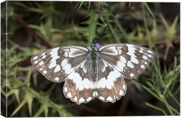 Marbled White Butterfly Canvas Print by Oliver Porter