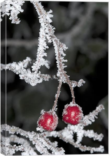 Christmas Frost Canvas Print by Oliver Porter