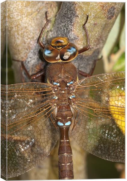 Brown Hawker Dragonfly Canvas Print by Oliver Porter