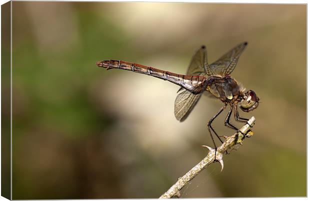 Female Common Darter Dragonfly Canvas Print by Oliver Porter