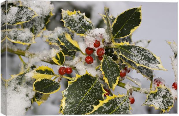 Christmas Holly Canvas Print by Oliver Porter