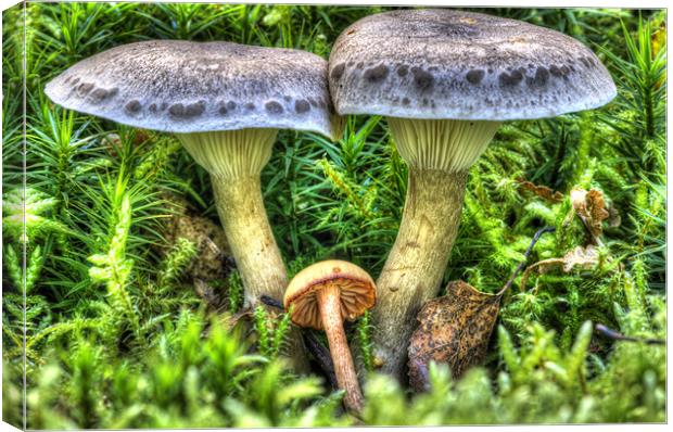 Fairy Story Toadstool Canvas Print by Oliver Porter