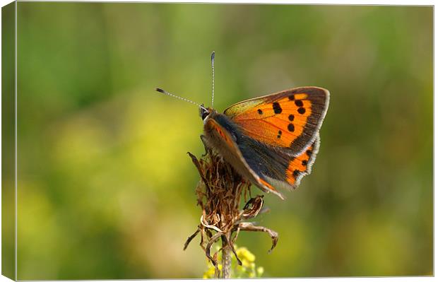 Small Copper Butterfly  Canvas Print by Oliver Porter