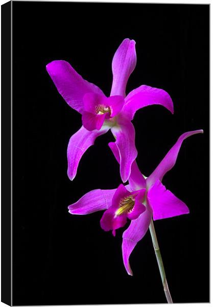 Pink Orchid  Canvas Print by Oliver Porter