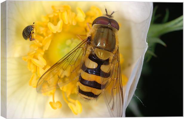 Macro Natural At Its Best  Canvas Print by Oliver Porter