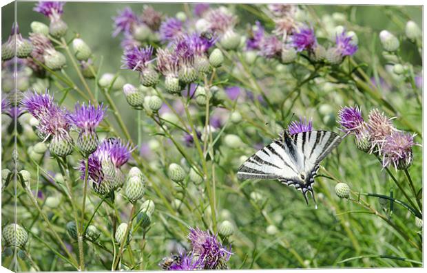 Swallowtail Butterfly Canvas Print by Oliver Porter