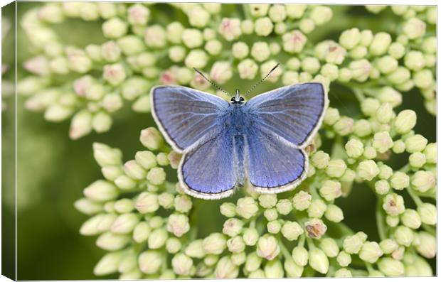 Common Blue Butterfly Canvas Print by Oliver Porter