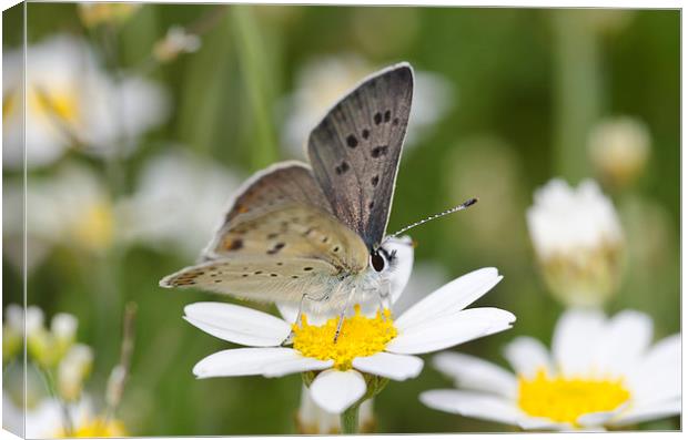 A Sooty Copper Butterfly Canvas Print by Oliver Porter