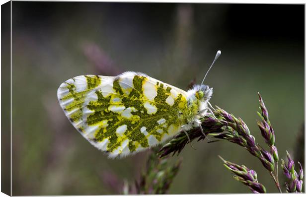 Dappled White Butterfly Canvas Print by Oliver Porter