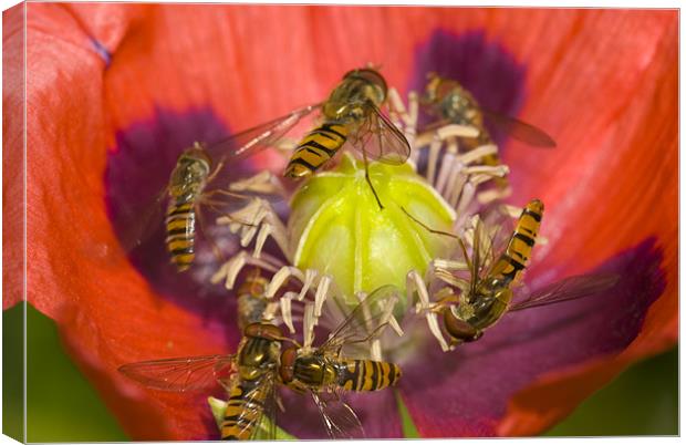 Busy Pollination Canvas Print by Oliver Porter