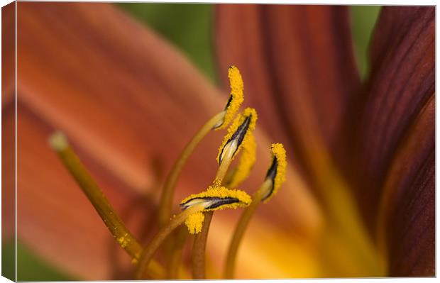 Fire Lily Canvas Print by Oliver Porter