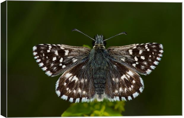 Grizzled Skipper Butterfly Canvas Print by Oliver Porter