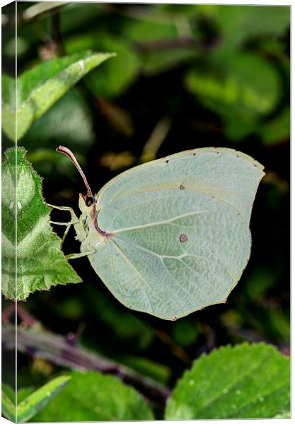 Powdered Brimstone Butterfly Canvas Print by Oliver Porter