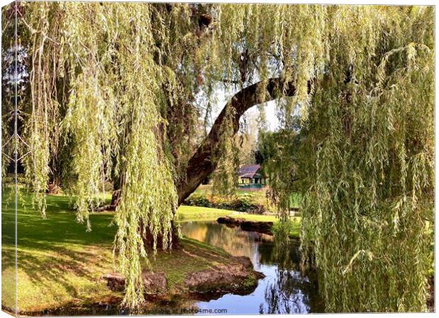 The Sunlit Weeping Willow  Canvas Print by Angharad Morgan