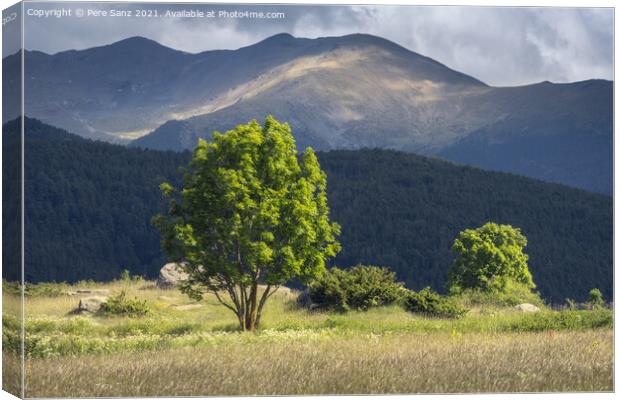 Sunlit Trees with Pyrenees Mountains on the Background Canvas Print by Pere Sanz