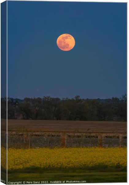 Pink Supermoon in April 2022 Canvas Print by Pere Sanz
