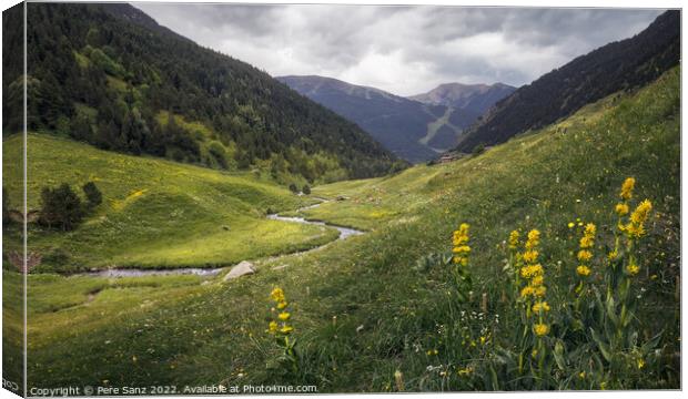 Wildflowers at Incles Valley in Andorra Canvas Print by Pere Sanz