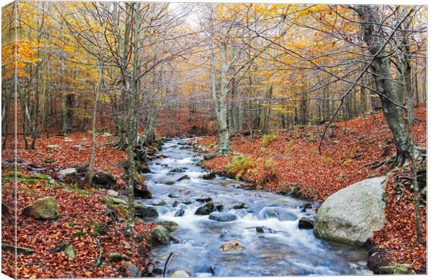 Autumn Beech Forest wirh Creek Across in the Monts Canvas Print by Pere Sanz