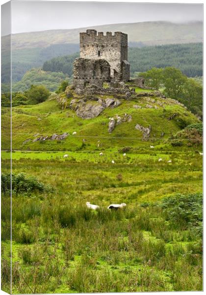 dolwyddelan  castle in Snowdonia,  wales  Canvas Print by Pere Sanz