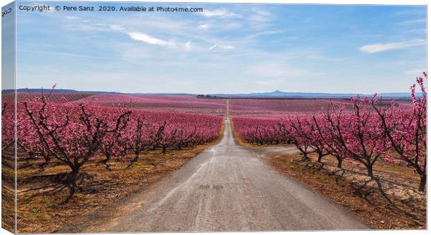 Peach Trees in Early Spring Blooming in Aitona, Ca Canvas Print by Pere Sanz