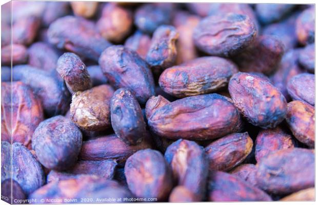 Macro of cacao seeds from Guadeloupe Canvas Print by Nicolas Boivin