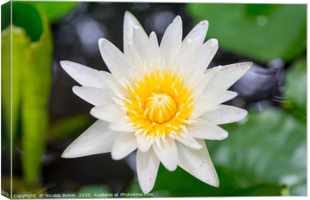 Water lily close up Canvas Print by Nicolas Boivin