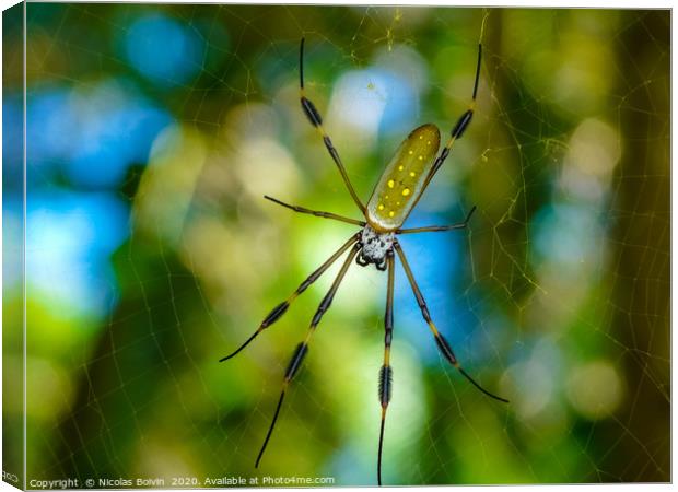 Golden Orb Spider Canvas Print by Nicolas Boivin