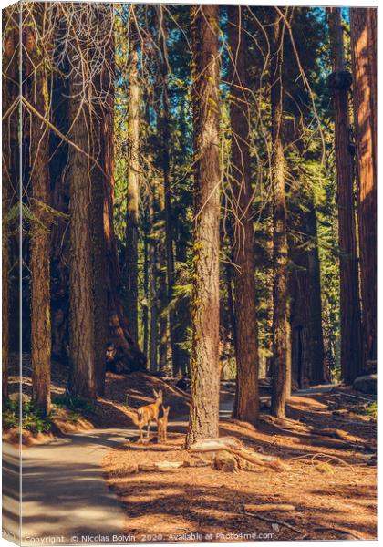 Sequoia National Park Canvas Print by Nicolas Boivin