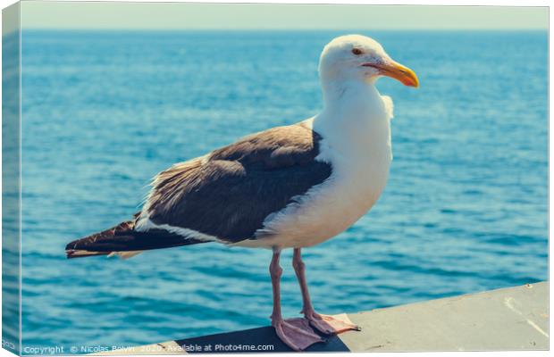 A close-up view of a seagull Canvas Print by Nicolas Boivin