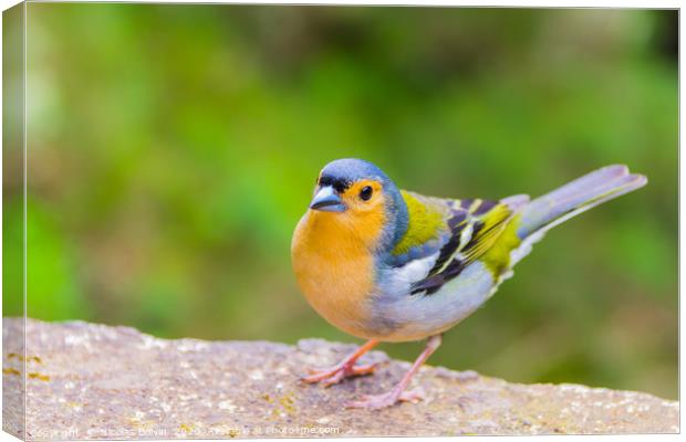 Little bird close up in Madeira island Canvas Print by Nicolas Boivin